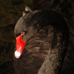 Black Swan