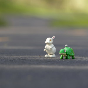 Tortoise and hare race