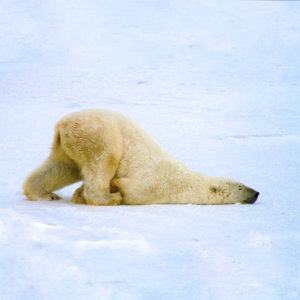 Doldrums Sustainability Polar Bear